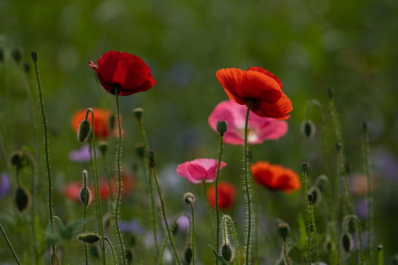 Why Saving Wild Bees is Crucial for Our Environment